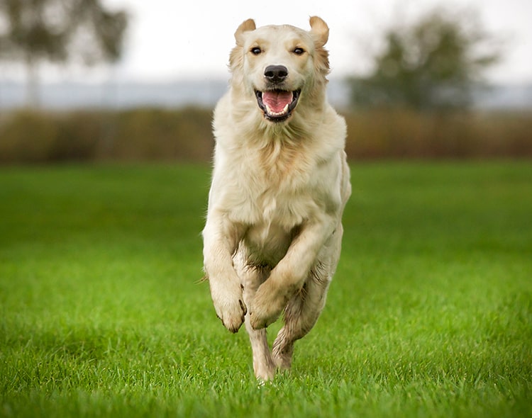 Young,purebred,golden,retriever,outdoors,on,grass,field,on,a