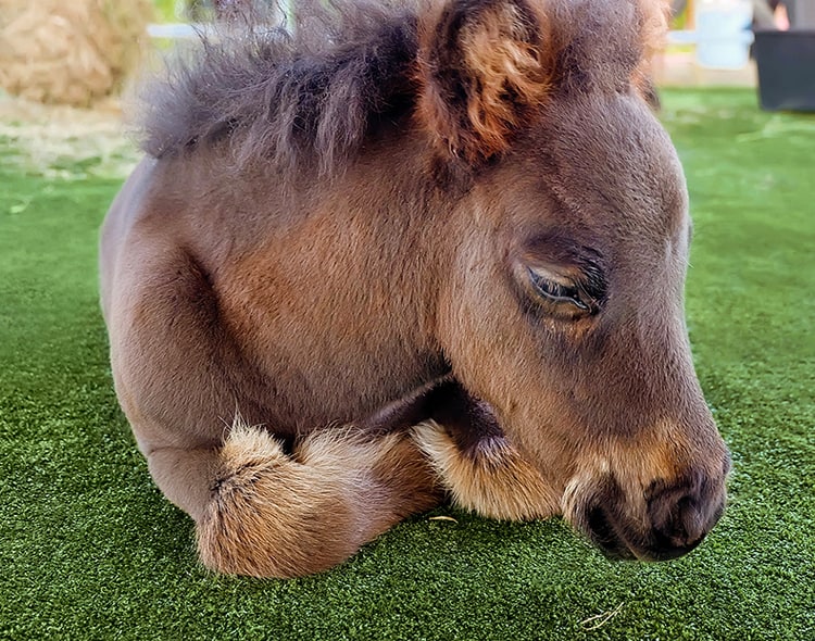 A,sleeping,brown,shetland,horse